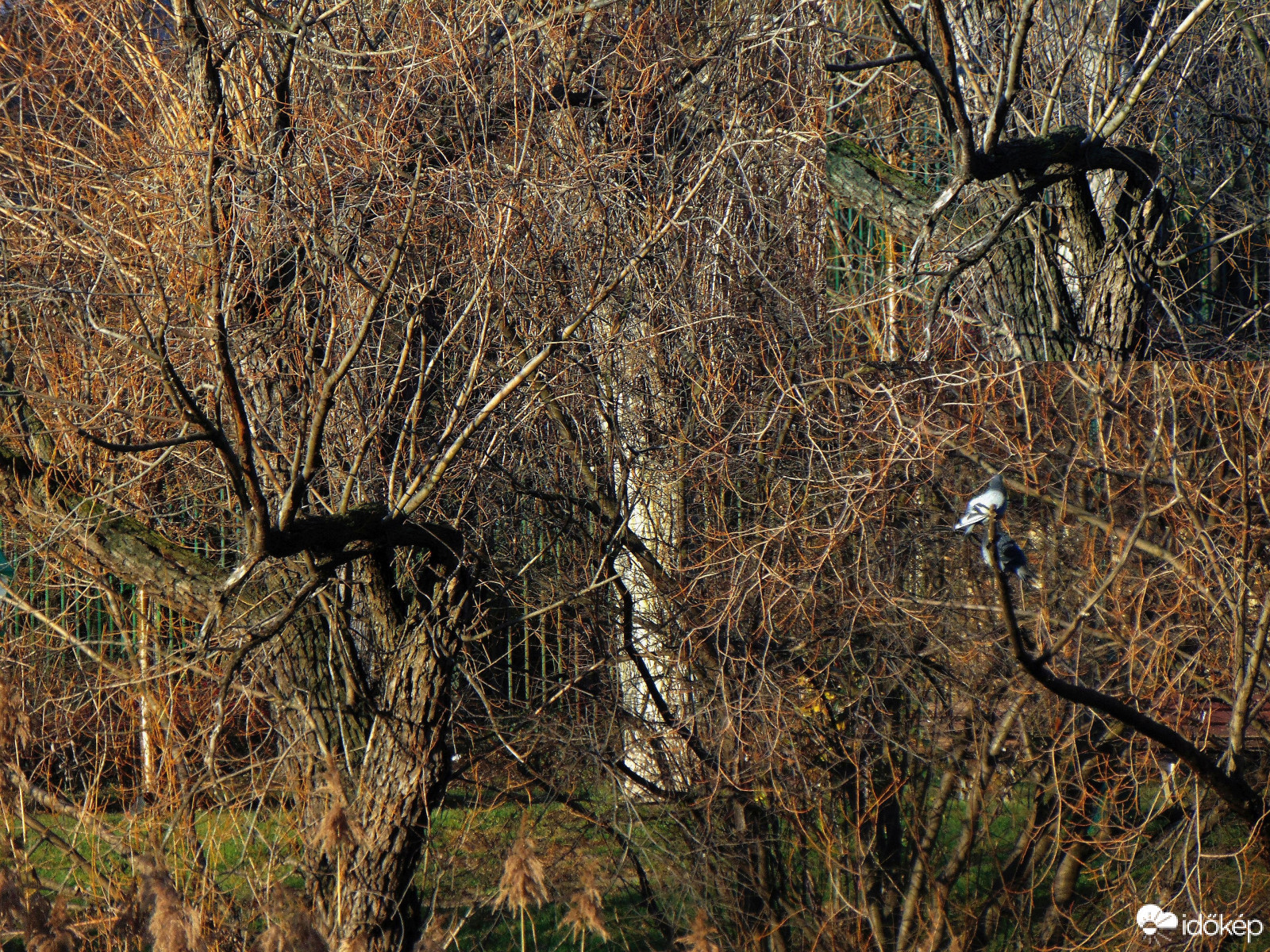 Különös vendég