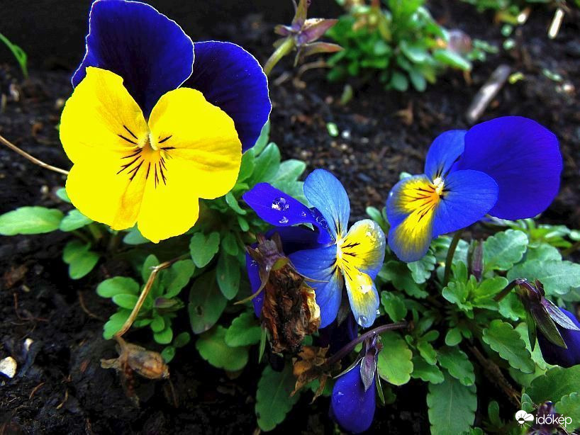 Tegnap esett az eső..