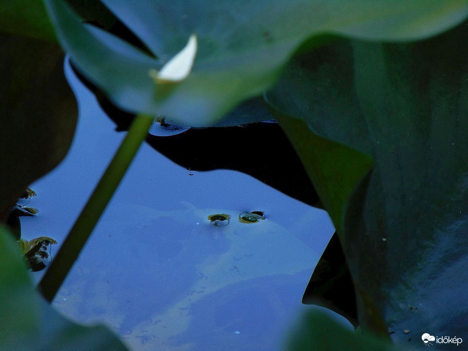 Mai történet a tündérrózsás tónál (1)