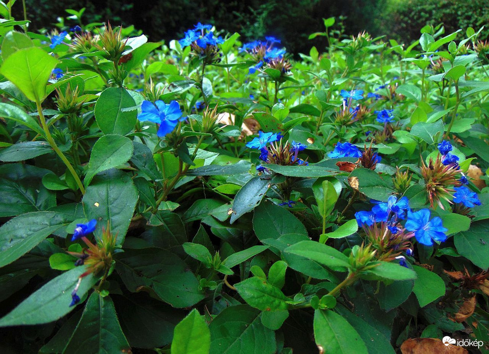 Tarackoló kékgyökér...