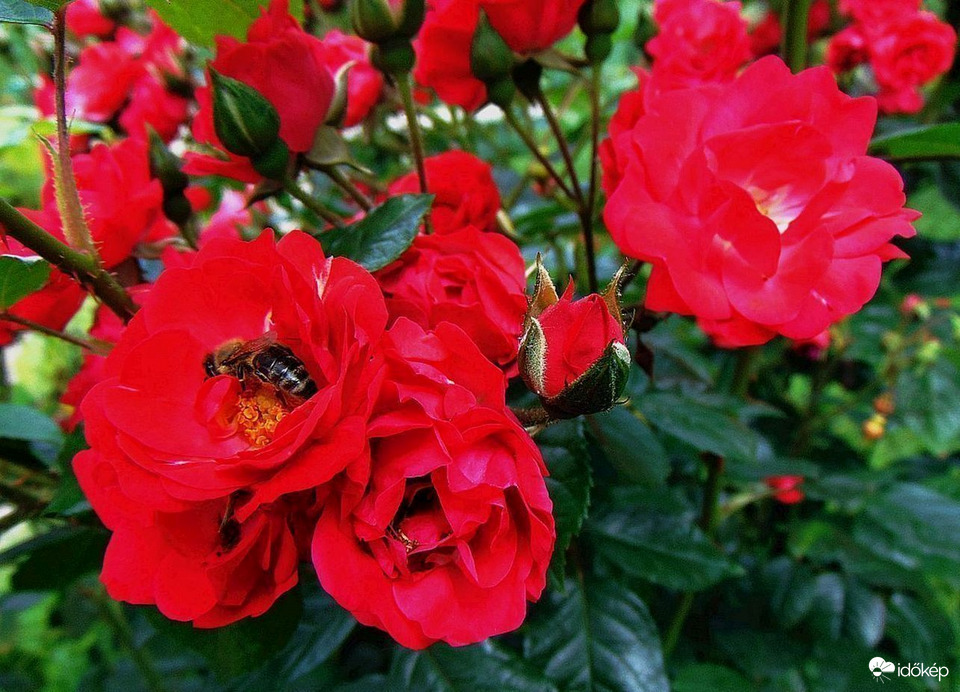 "Rózsák Társasága"