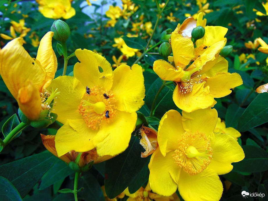 Orbáncfüvek egymás között