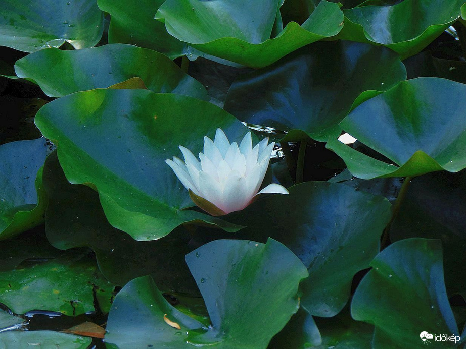 A tündérrózsás tónál (1)