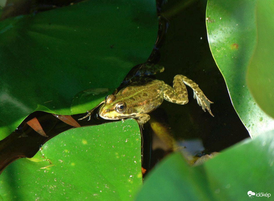 A tündérrózsás tónál (2)