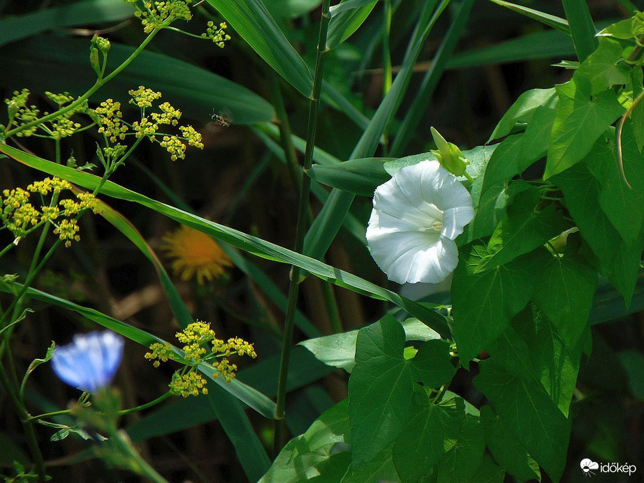 Békés egymás mellett élés
