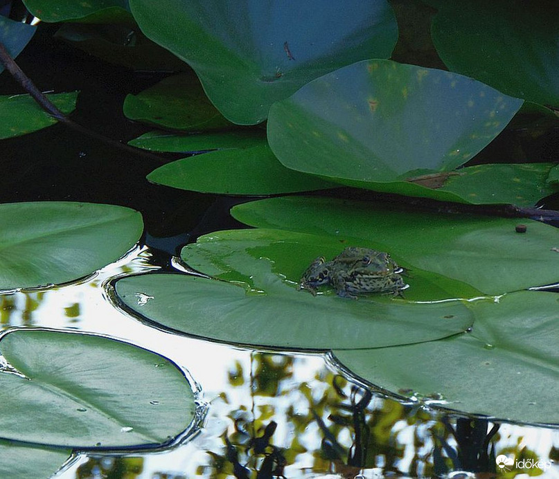 A kitartó békakirály