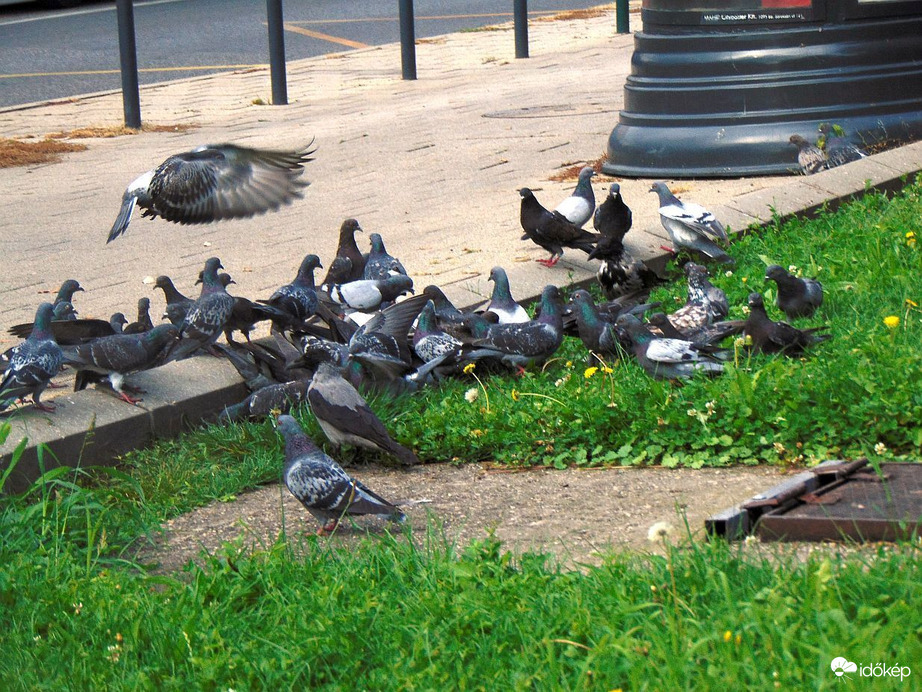 Útszéli galambok (1)