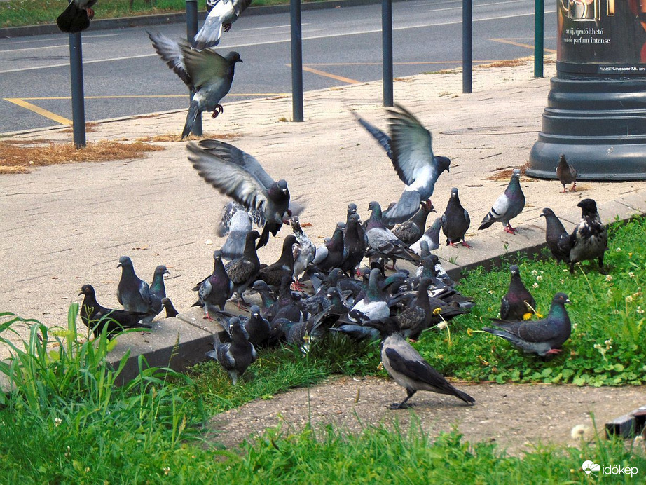 Útszéli galambok (3)