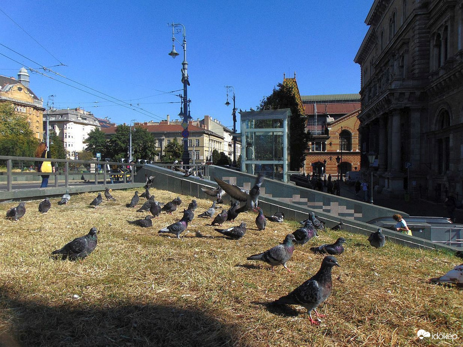 Városi galambok a napsütésben..