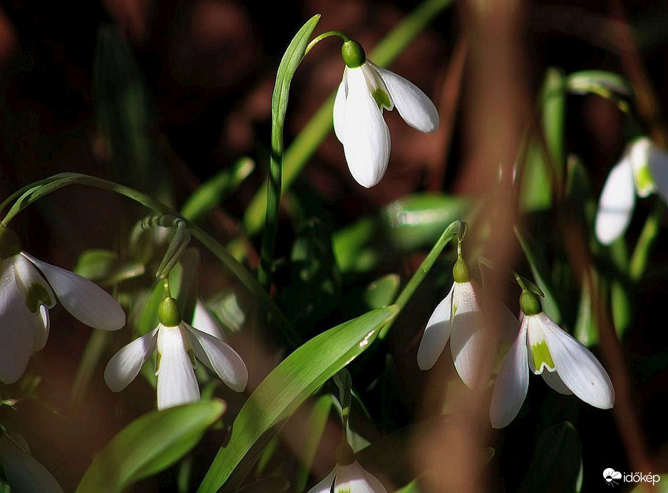A hóvirágok titkos élete