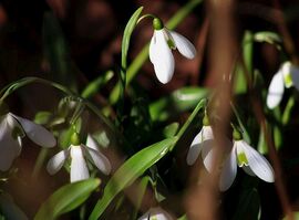 A hóvirágok titkos élete