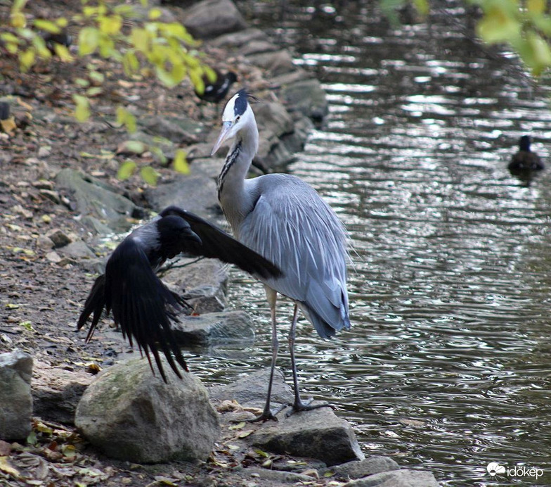 Neked mindig körülöttem kell lenni?