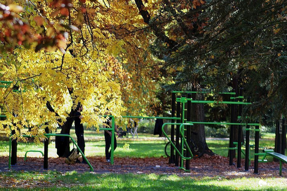 Egyre színesebbek a fák