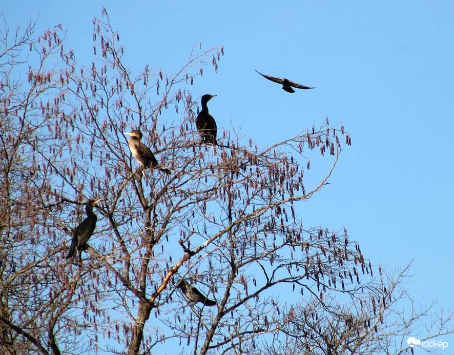 Kormoránok-dolmányosok