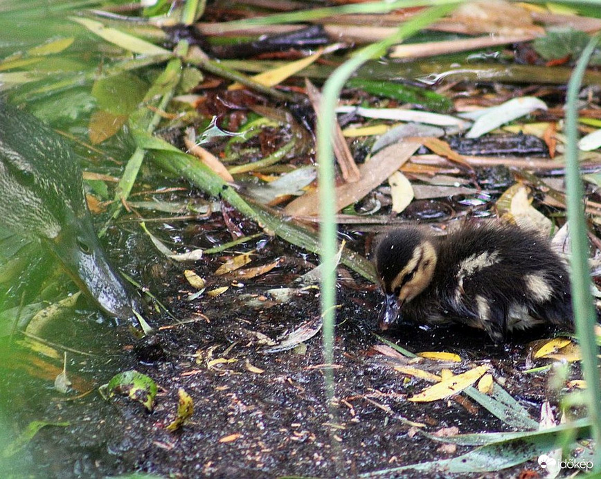 A "legújabb nemzedék"