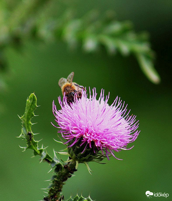 Nyugodalmas jó éjszakát
