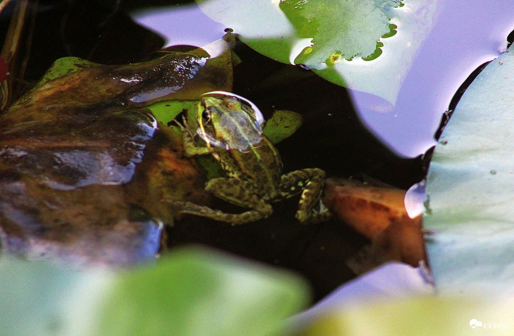 A "szkafanderes" béka rémálma
