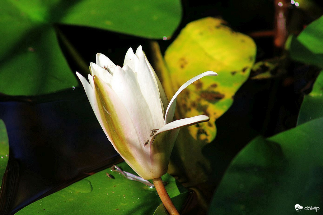 A tündérrózsás tónál (4)