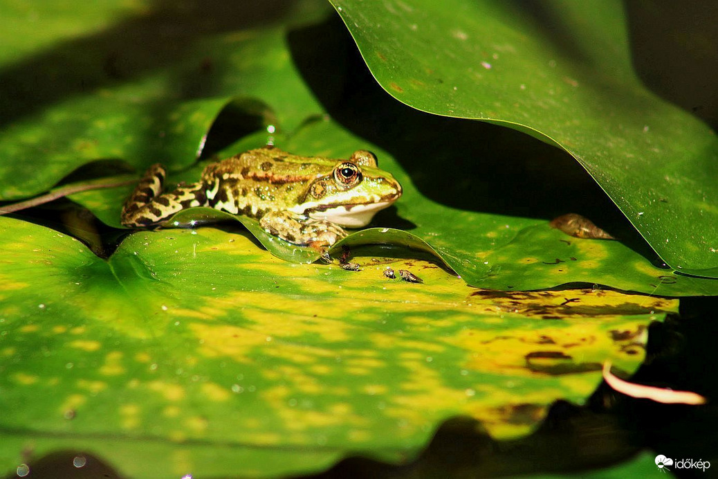 A tündérrózsás tónál (3)