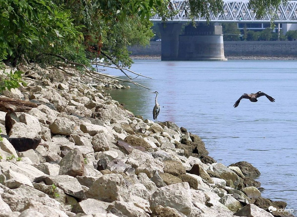 A szürkegém és a dolmányos találkozása