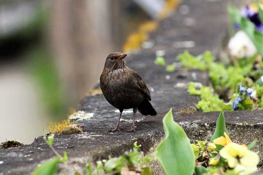 Barátságosak voltak