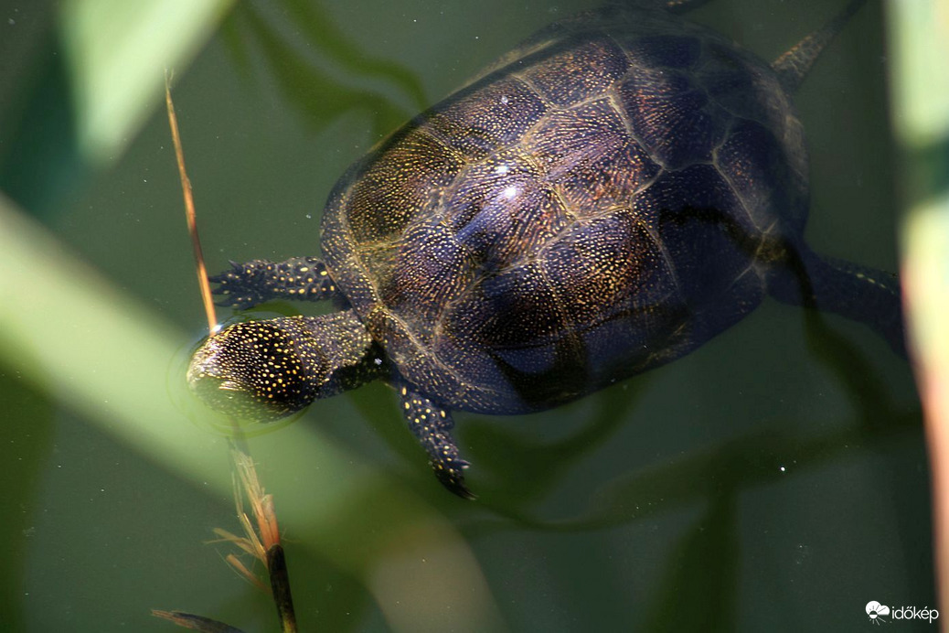 Hívd Ernőt! Segít!
