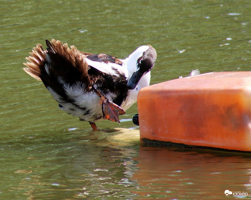 Látod , mi történt a lábammal!? Gyógyíts meg , kérlek!:D