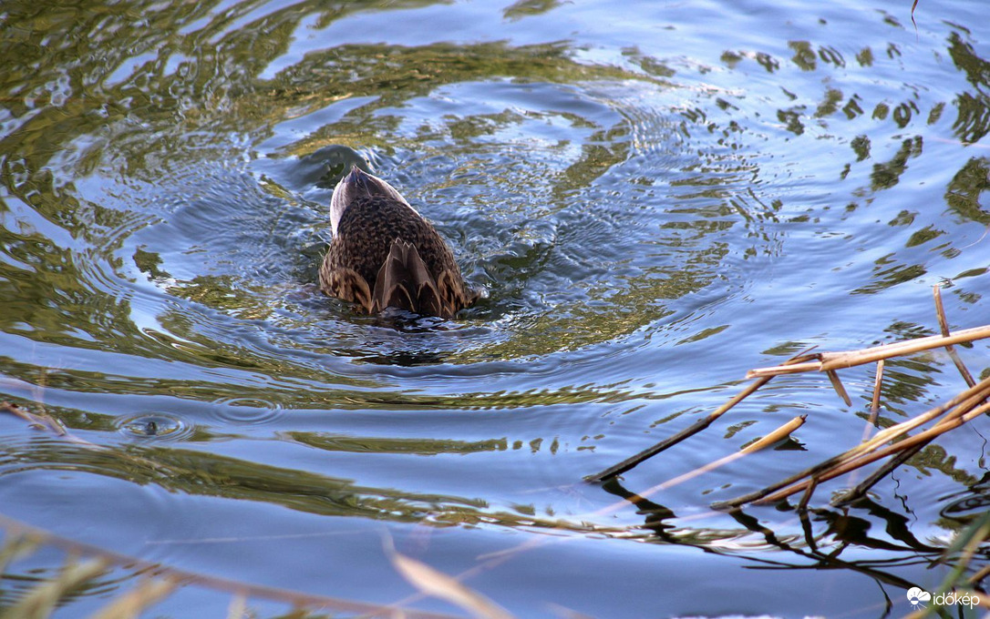 Hűsítem a fejem!:D ))