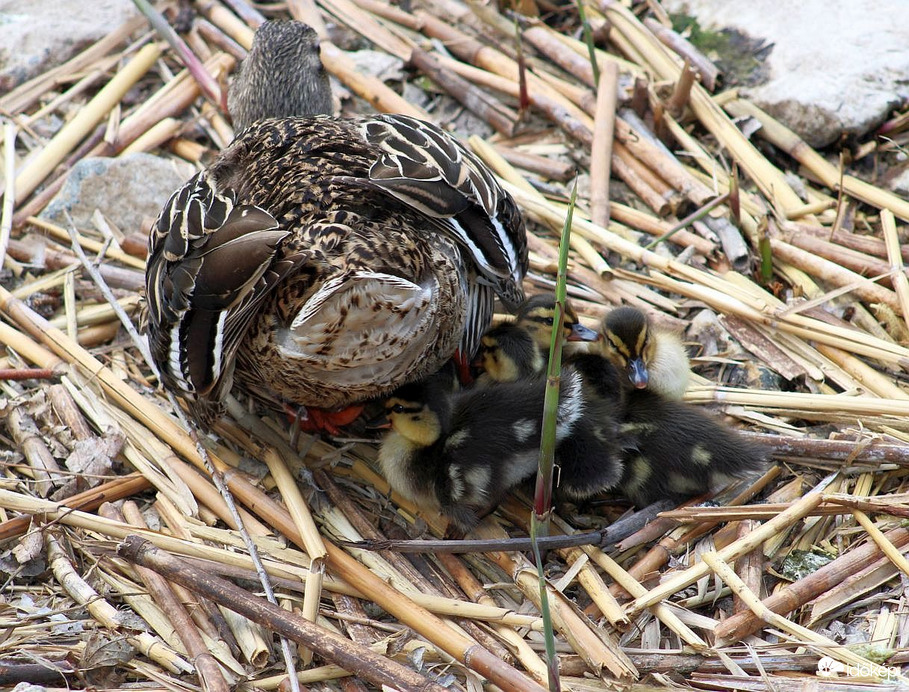 Mama!