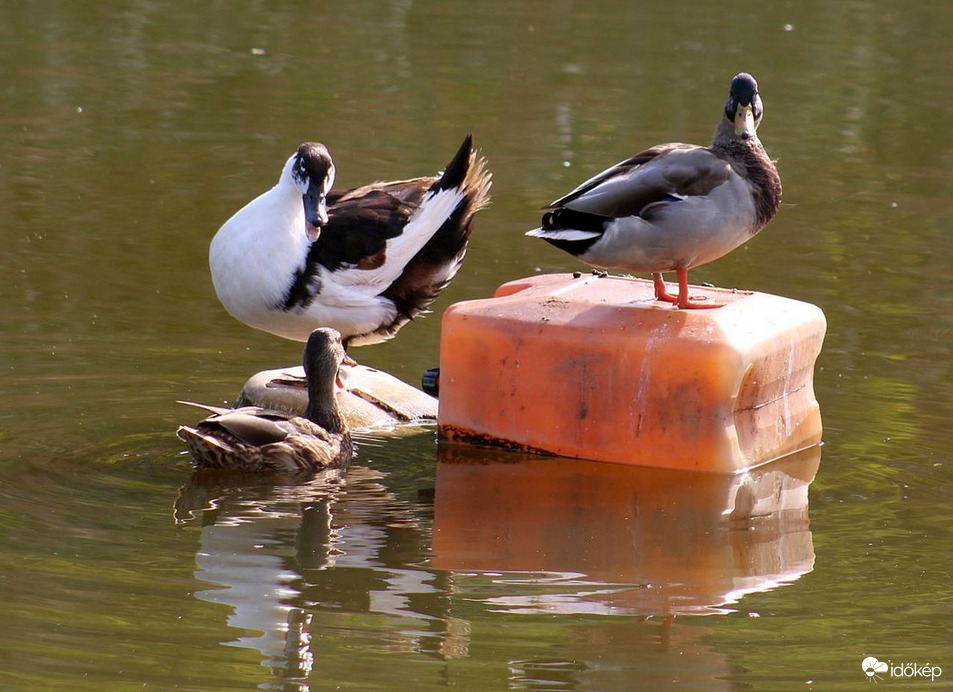 Jelenetek a "kedvelt helyen" (2)
