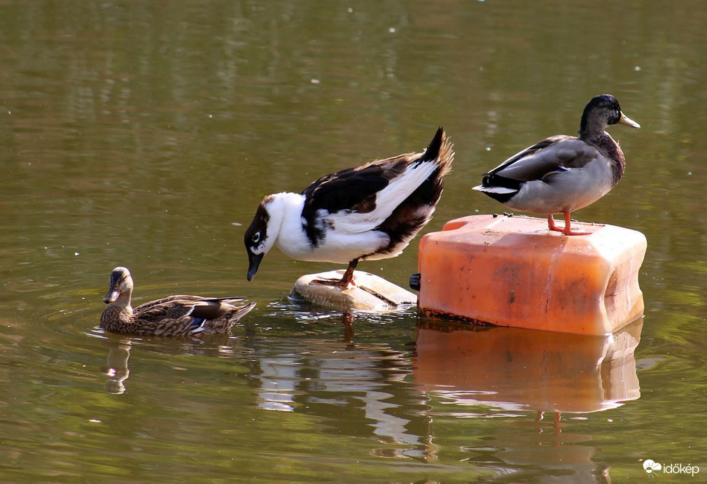 Jelenetek a "kedvelt helyen" (3)