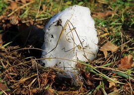 Délelőtti "memento"