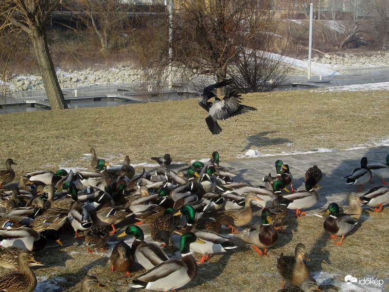 Mai vásári jelenet...