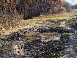 Vaddiszó lábnyomok