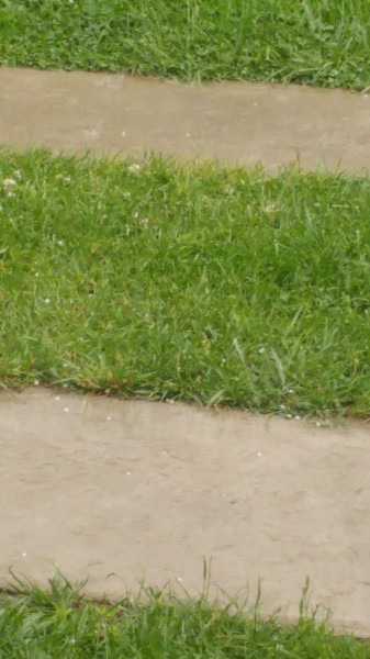 Kóka
