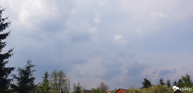 Kóka