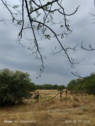 Madaras