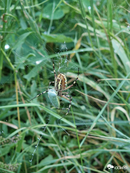 Cegléd