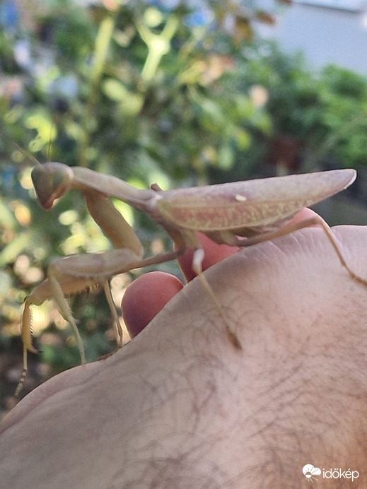 Cegléd