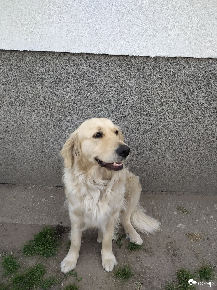 Ez az én kutyám ahogy fürdik