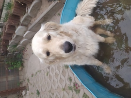 Ahogy fürdik az én kutyám 