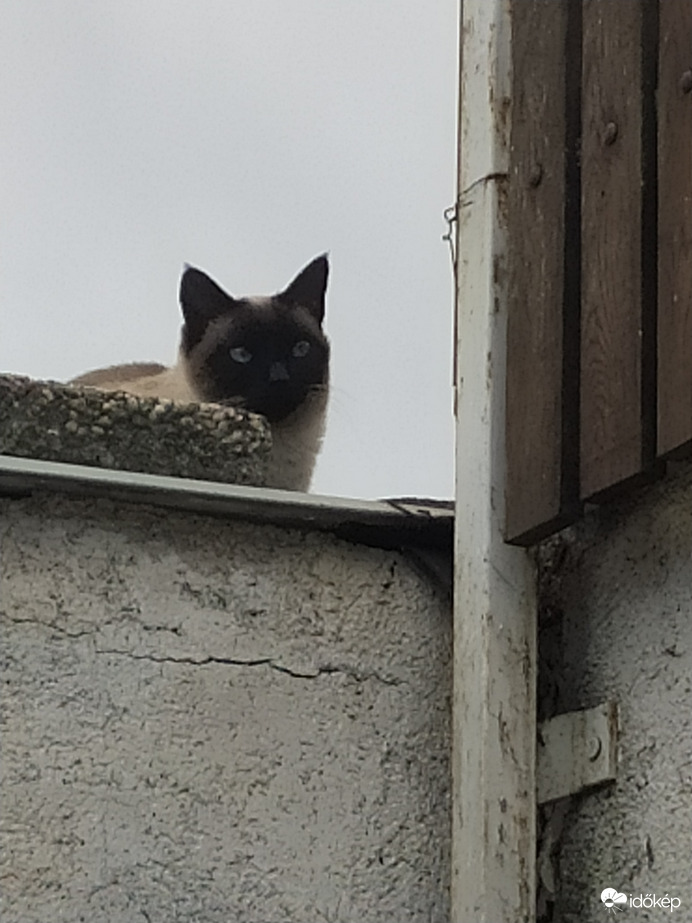 Garázson ülő cica 