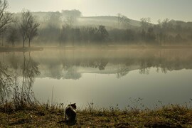Macskás reggelen...