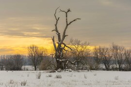 "A fák állva halnak meg"