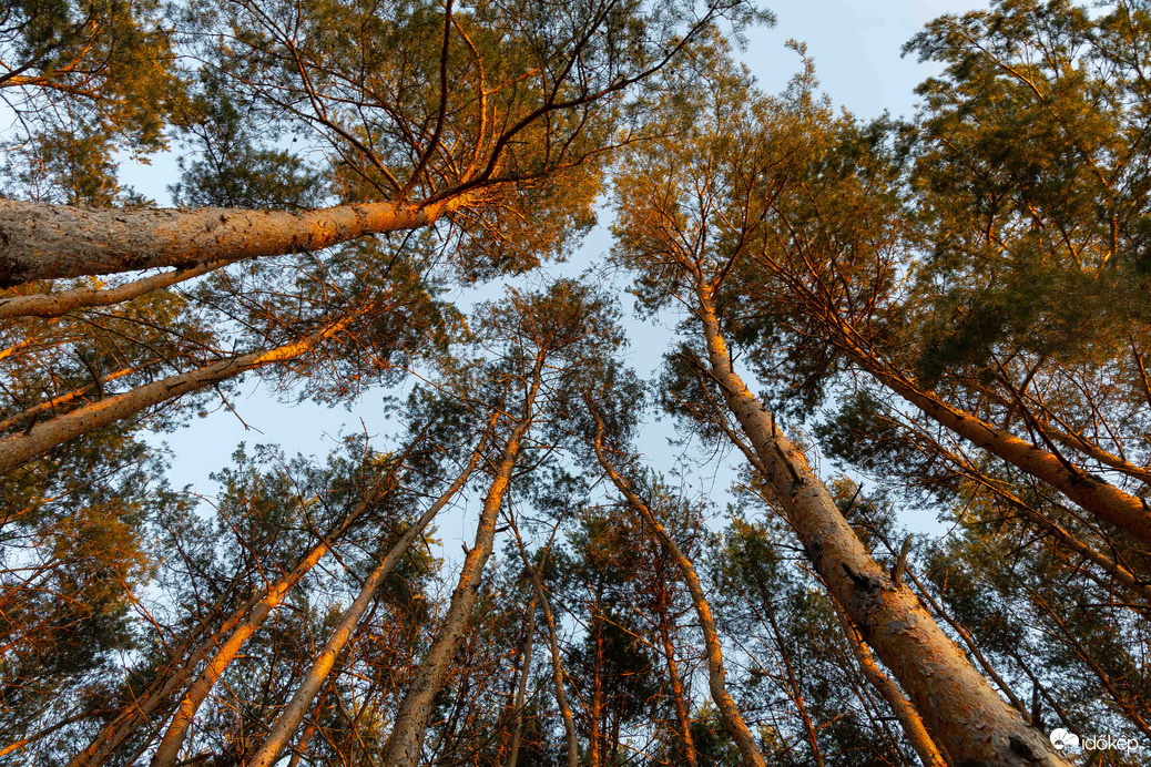 Vörösen izzó vörösfenyők