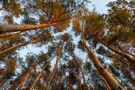 Vörösen izzó vörösfenyők