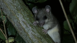 Pele