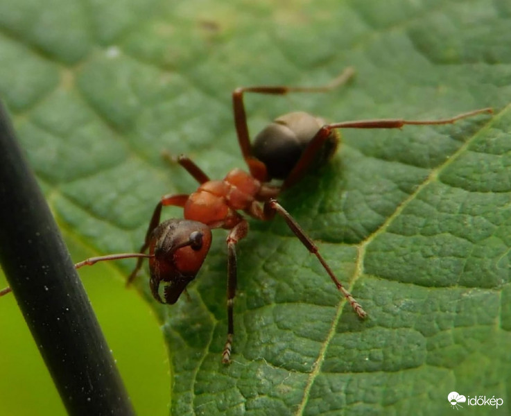 vörös hangya