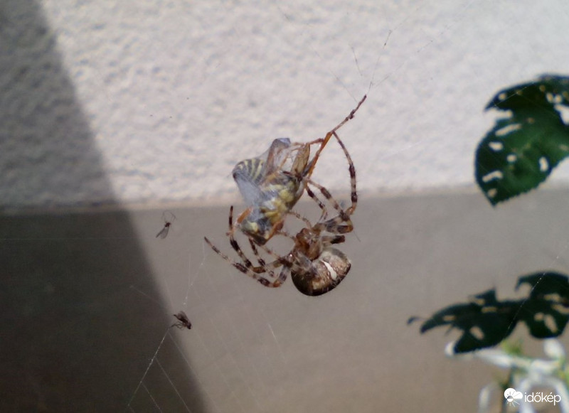 Darázs vs keresztespók