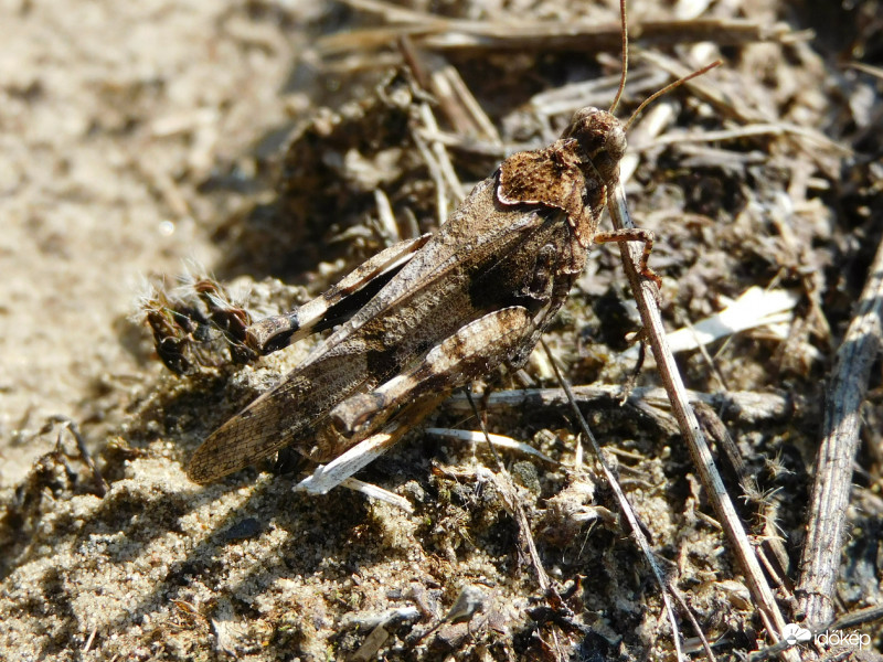 Rejtőzködő üzemmód